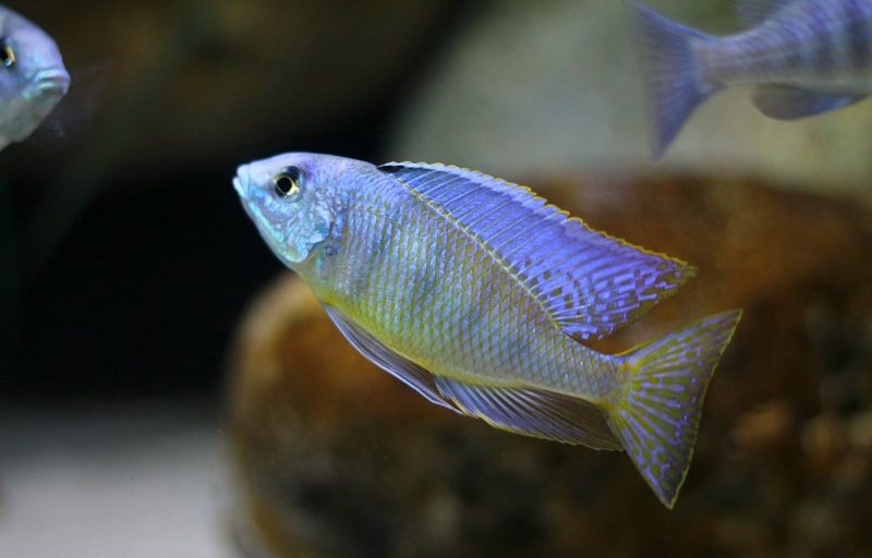 Mylochromis ericotaenia 'Manda'